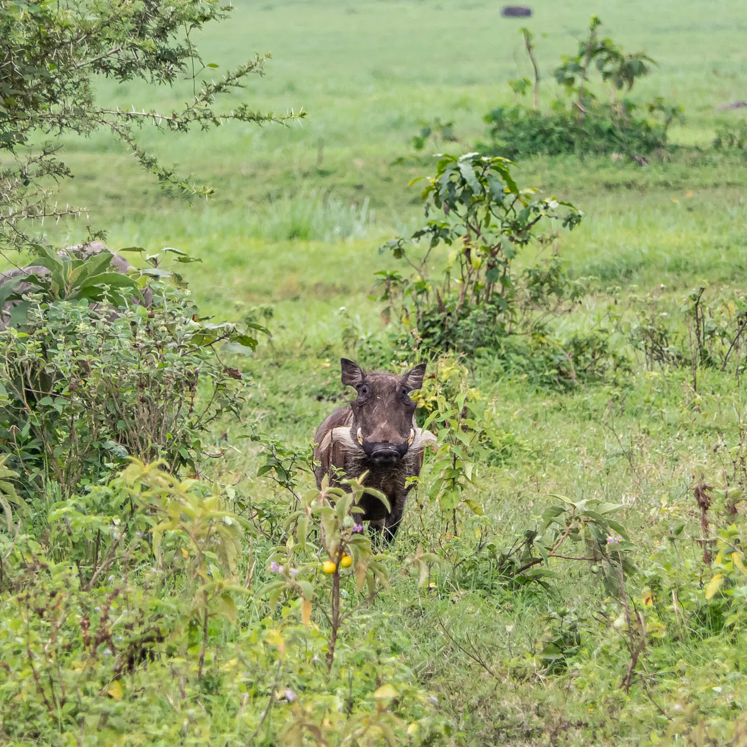 Wildlife and scenery in Arusha National Park
